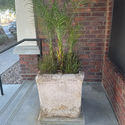 Free Concrete Pot With Flowers 