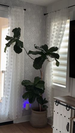 Large Fiddle Leaf Fig Tree with Decorative Planter