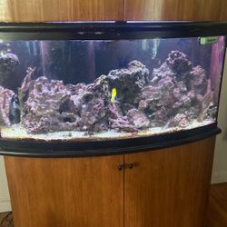 72 Gal Bow front Aquarium