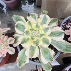 Aeonium Poseidon Cluster Imported 