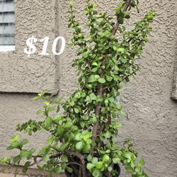 Plant, Outdoor Plant, Indoor Plant, House Plant, Home Decoration, Office Decoration, 