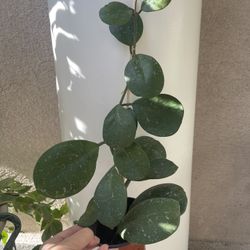 Hoya Obovata Splash Plant 