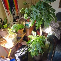 Edible Medicinal Curry Trees