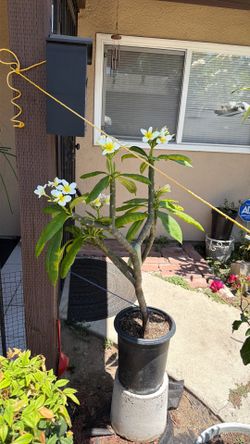 Plumeria