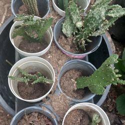 Cactus 🌵 Ornamental 