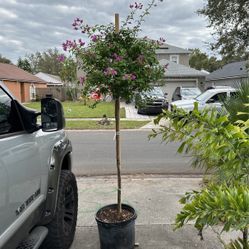Bougainvilla 15 gallon Standard (tree) Purple  
