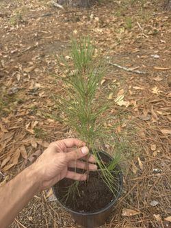 Loblolly Pine 