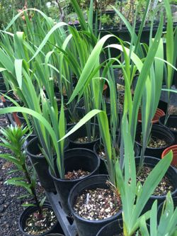 3 types of Iris plants
