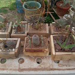7 Outdoor Cacti Pots 