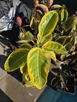 Fiscus Rubber Tree 🌳