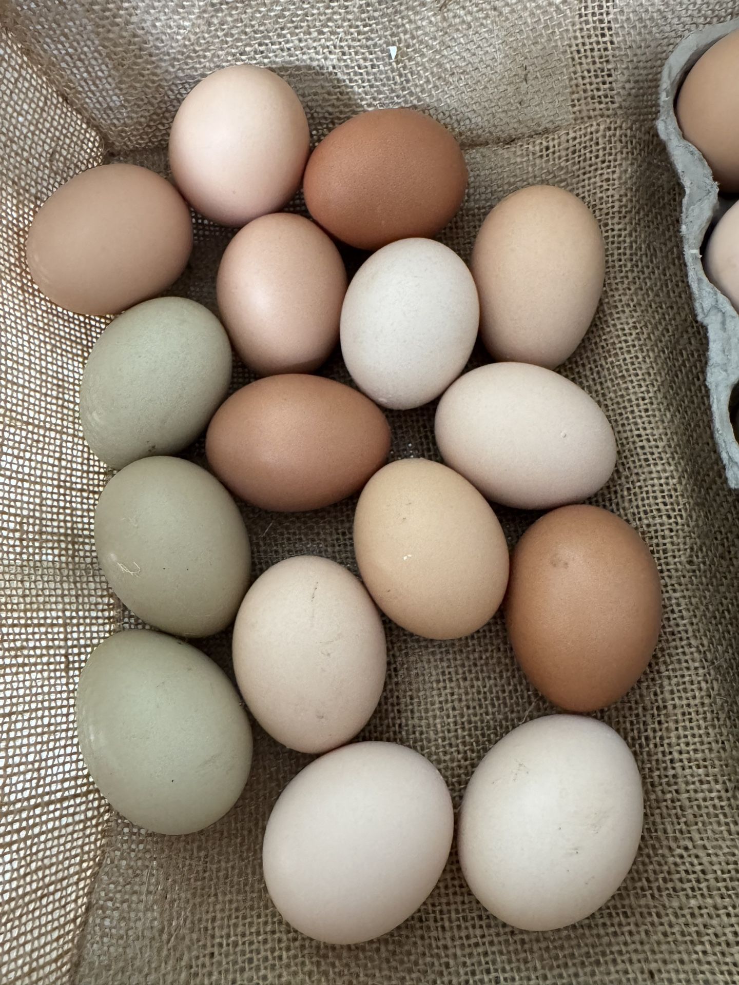 Fresh Organic Eggs