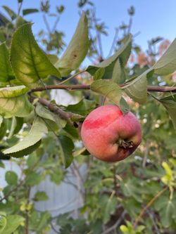 Fuji Apple (2 1/2 feet tall) in 5 gal Container