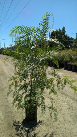 California Pepper Tree