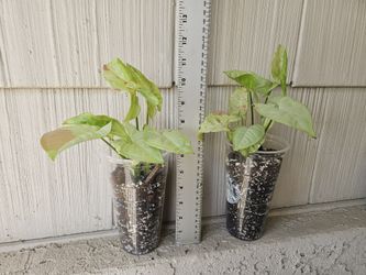 Syngonium Milk Confetti Plants