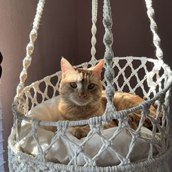 cat hammock bed 