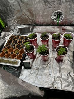 Seeds Clones Garden Sprouts