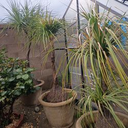 3 Mature Elephant’s Foot / Ponytail Palm Trees For Sale – Outdoor Grown Since 2012