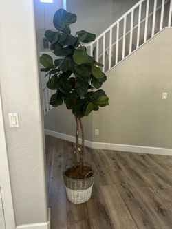 Fiddle Leaf Fig Faux Tree - Val Vista & Pecos