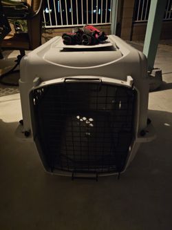 Medium Dog Crate And Shoes