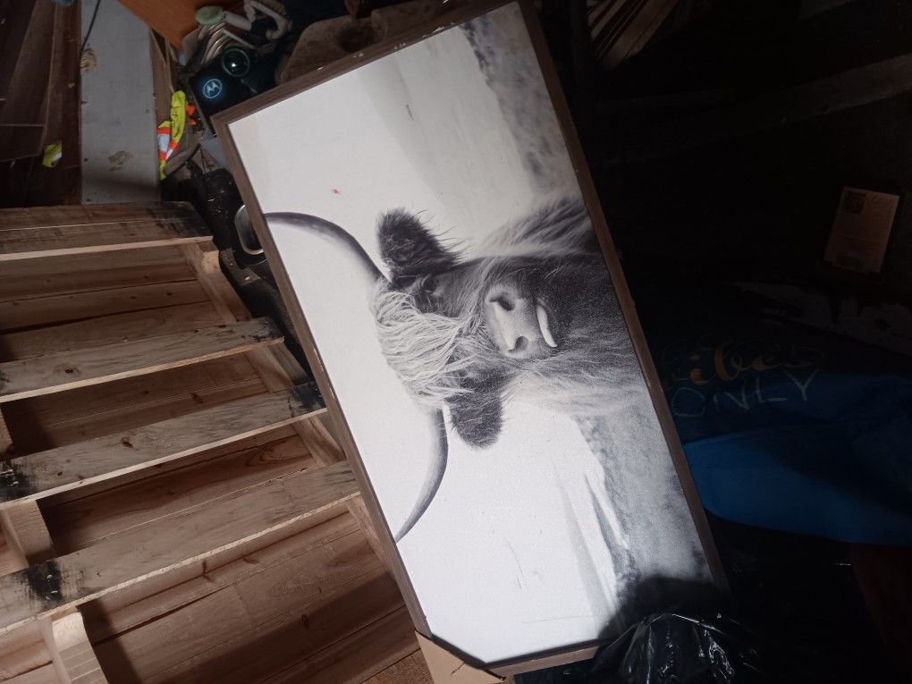 Nice Cow Picture