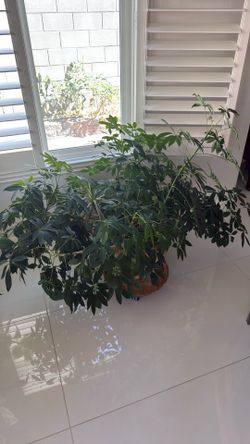 Extra large house plant