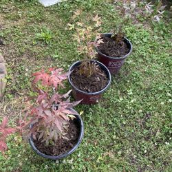 Japoneses Maple Tree