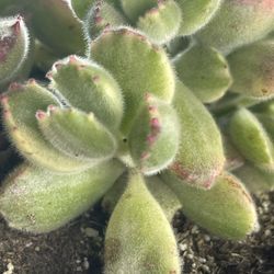 Bear Paw Succulents Variegated 