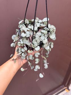 6” string of hearts silver glory