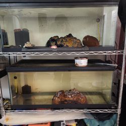 20g Long Fish Tank