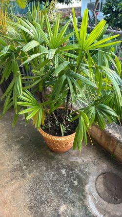 Plants