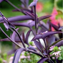 Purple Heart Plant Cutting