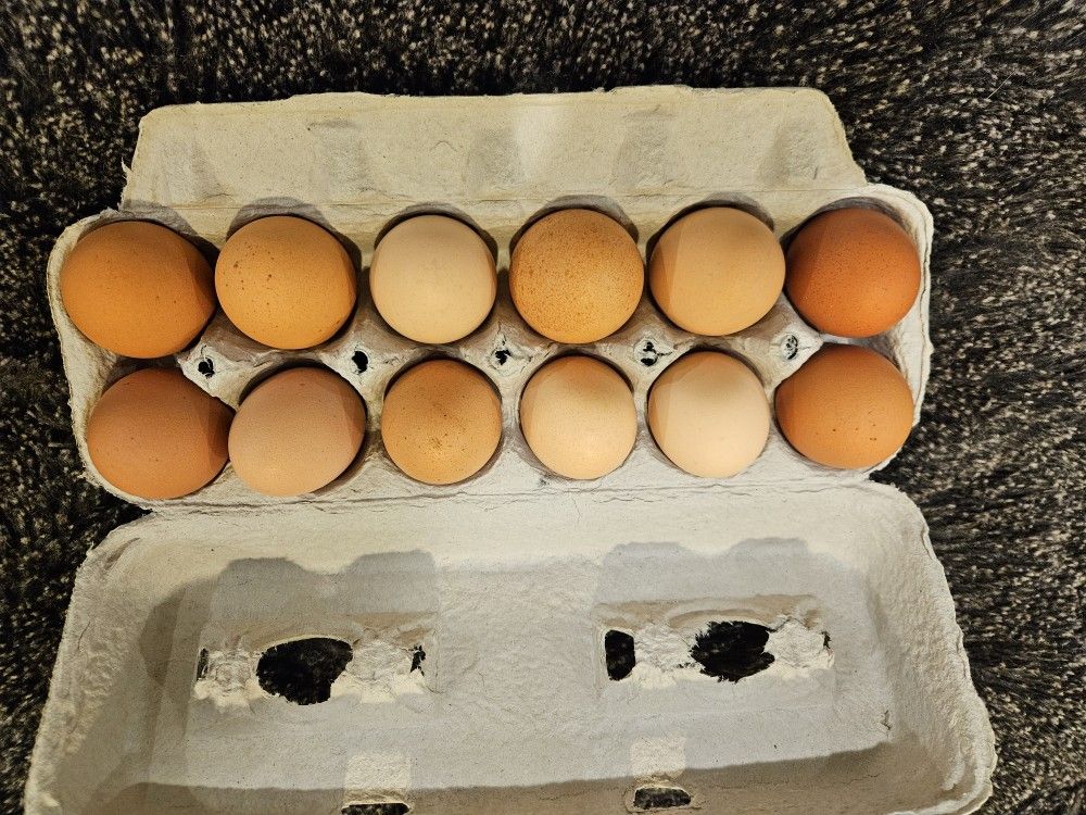 Chicken Eggs