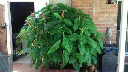 Brazilian plant