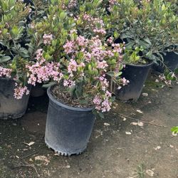 PinkLady Indian Hawthorn Bush 5 Gallons