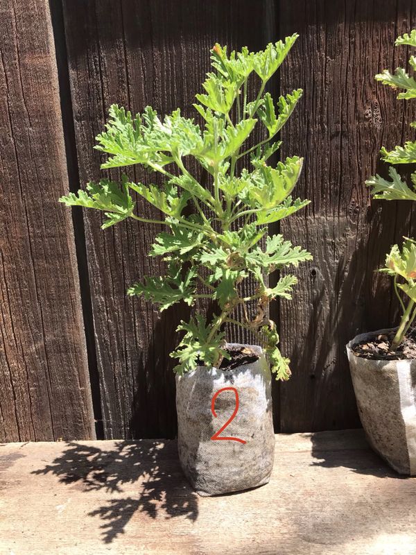 Citronella Garden Center Outdoors The Home Depot Citronella Garden Center Outdoors The Home Depot