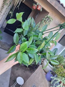 Hoya Fungii X Pubicalyx Plant $35