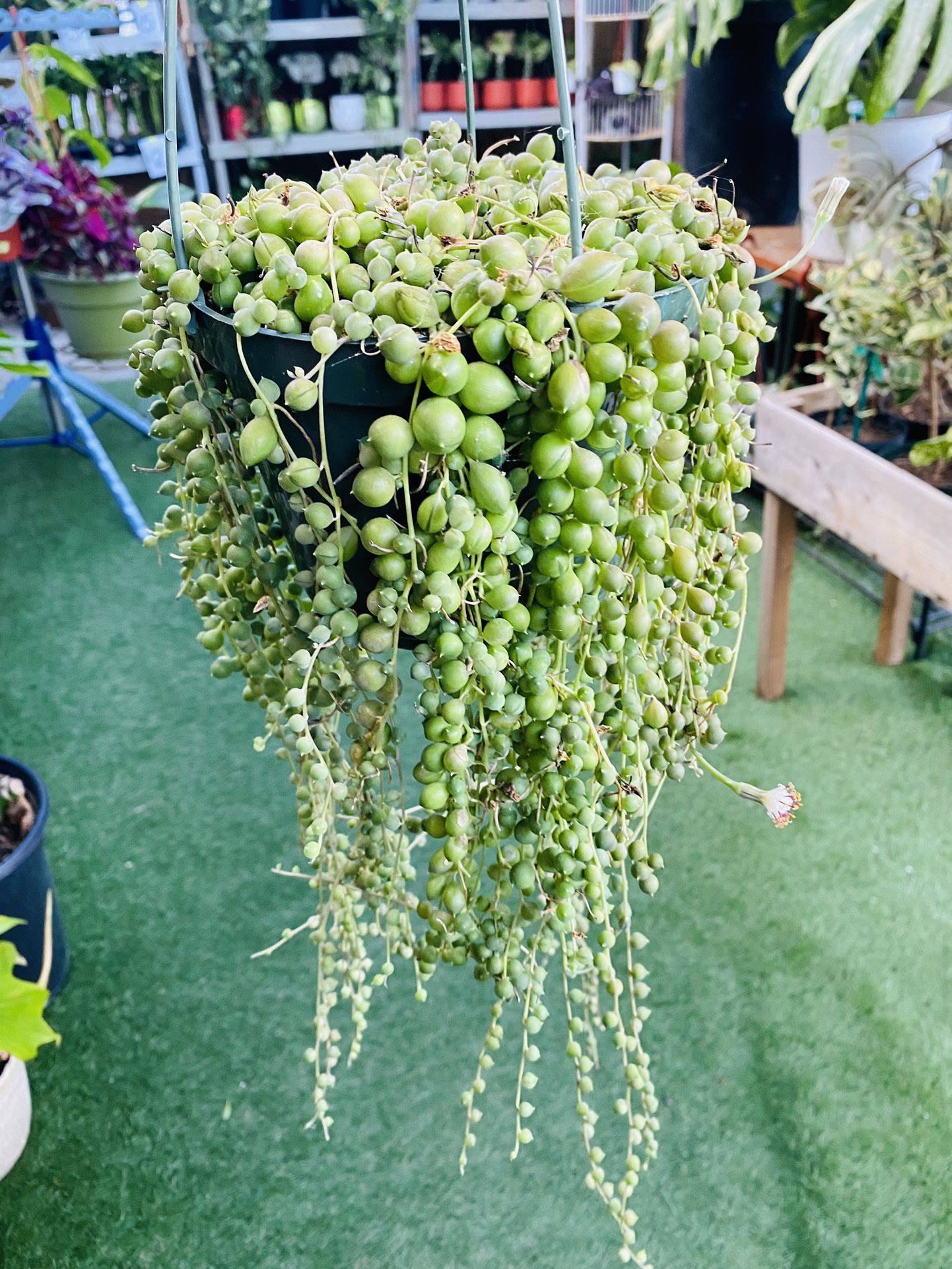 Plants (6”pot🌿String of pearls )