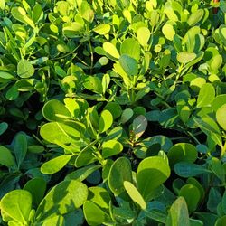 CLUSIA PRIVACY HEDGE PLANTS 3GL 🌿💚$4.50