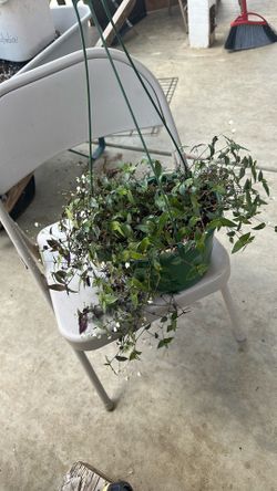 Hermosa planta