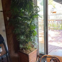 Can't Kill This Palm Tree!