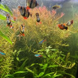 Fish Tank