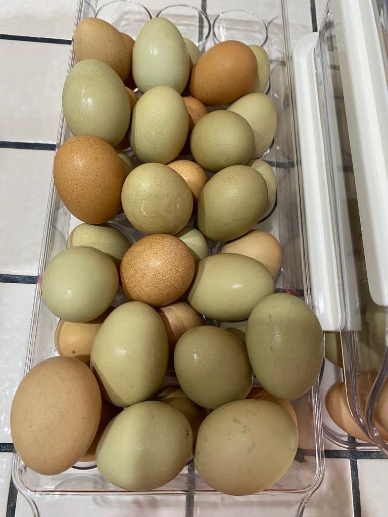 Organic Eggs/ Huevos Organicos
