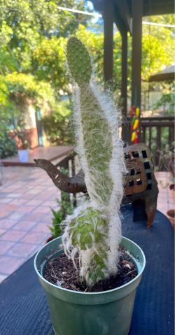Snowy cactus
