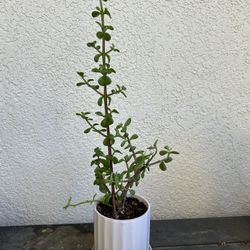   Succulent  Plants In a Nice Ceramic Pot