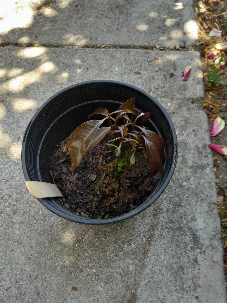 Mango Petacon