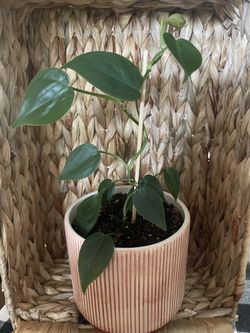 Philodendron w/red Pot 