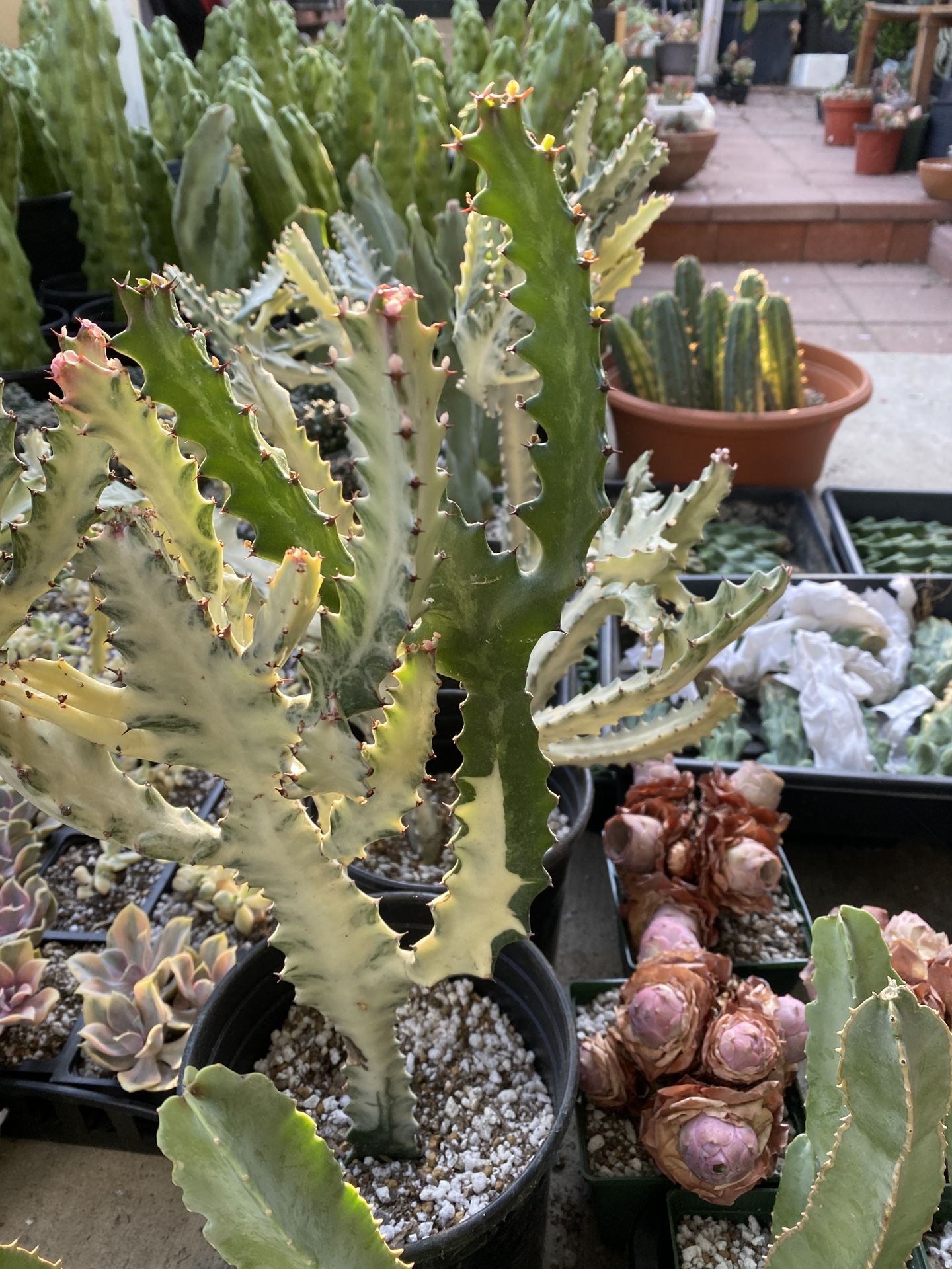 1 Euphoria Lactea ‘ White Ghost ‘ Cactus In A Gallon Pot