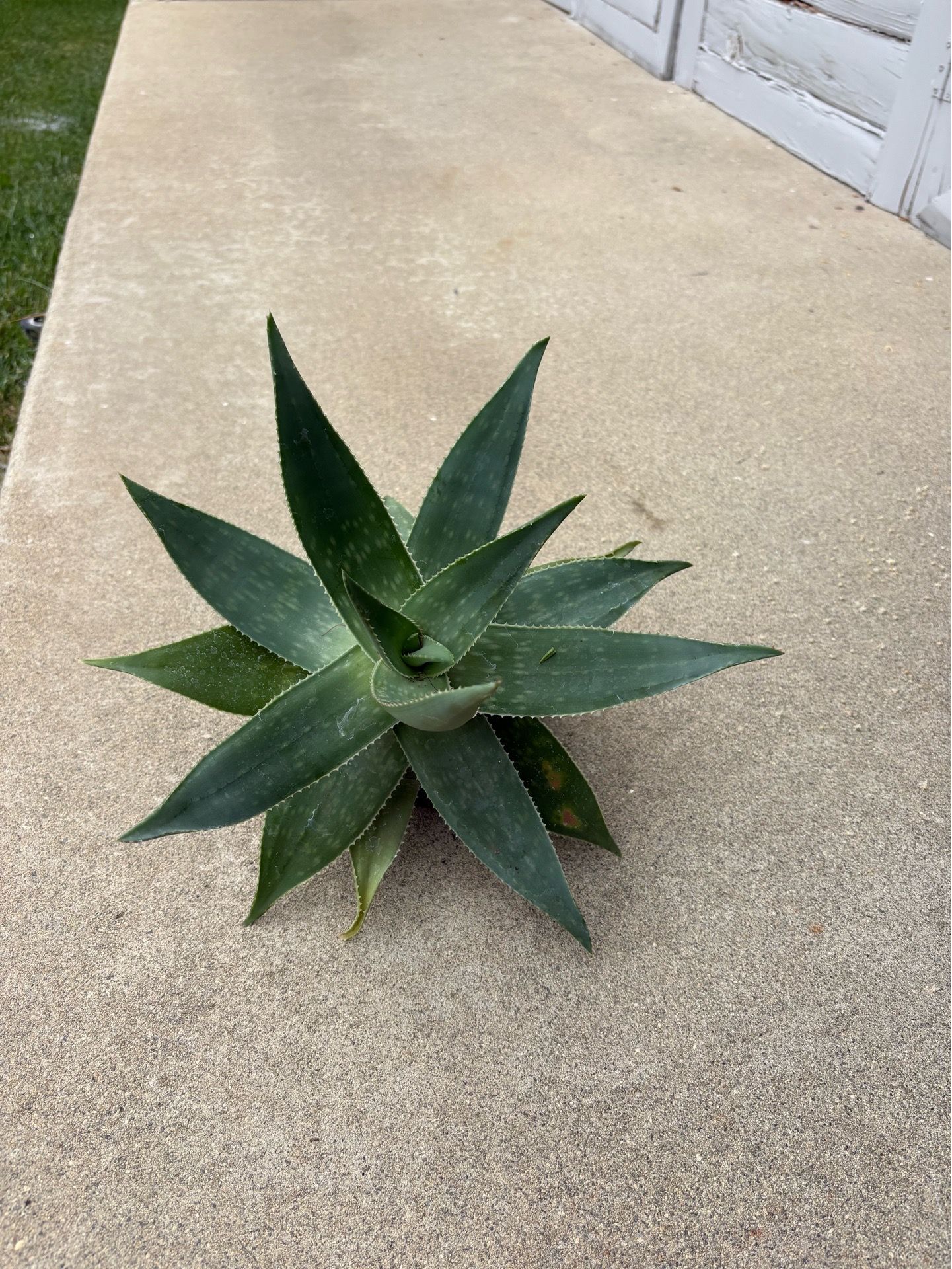 Aloe succulent plant