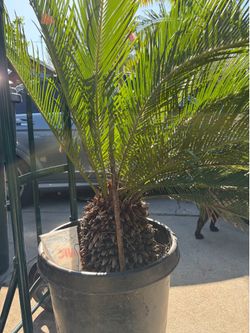 Palm tree