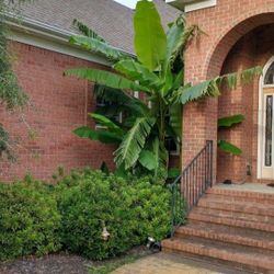 Banana Palms $35 Greenbrier Area